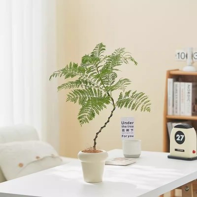 蓝花楹造型植物盆栽桌面办公室内客厅阳台绿植净化空气吸甲醛图4