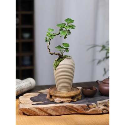 福禄桐钱多多造型盆景办公室内桌面好养小绿植花卉四季常青吸甲醛图2