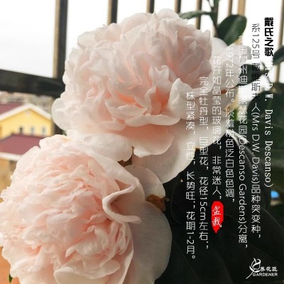 戴氏之歌茶花稀有名贵品种牡丹大花型精品花卉盆栽树苗室内外植物图2
