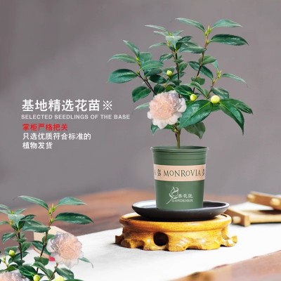 戴氏之歌茶花稀有名贵品种牡丹大花型精品花卉盆栽树苗室内外植物图4