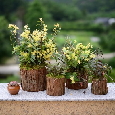 木桩铁皮石斛苗盆栽室内绿植小植物特色吊兰懒人好养食用开花花卉图2