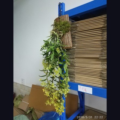 木桩铁皮石斛苗盆栽室内绿植小植物特色吊兰懒人好养食用开花花卉图3