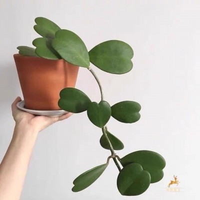 心叶球兰心型叶片爬藤球兰锦会开花攀藤植物窗台垂吊吊兰盆栽美观图3