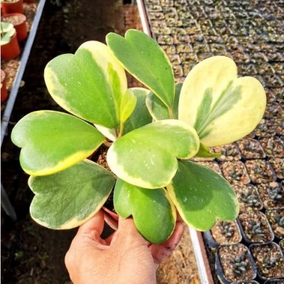 心叶球兰心型叶片爬藤球兰锦会开花攀藤植物窗台垂吊吊兰盆栽美观图4
