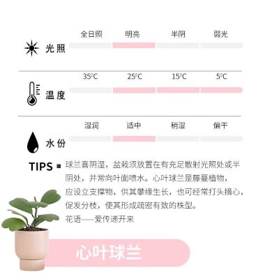 心叶球兰心型叶片爬藤球兰锦会开花攀藤植物窗台垂吊吊兰盆栽美观图2