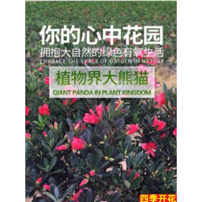 四季茶花树苗杜鹃红山茶带花苞浓香型盆栽室内外阳台庭院耐寒花卉图3