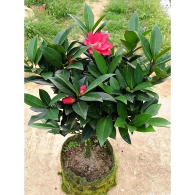 四季茶花树苗杜鹃红山茶带花苞浓香型盆栽室内外阳台庭院耐寒花卉图2