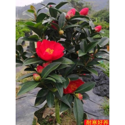 四季茶花树苗杜鹃红山茶带花苞浓香型盆栽室内外阳台庭院耐寒花卉图5