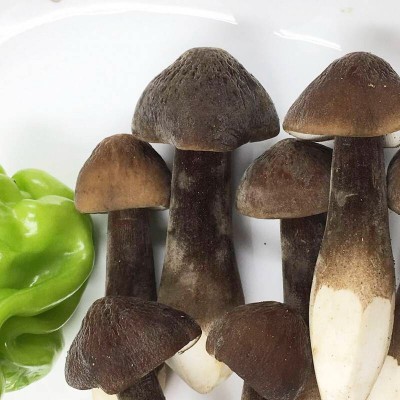 鸡枞菌约150g图2