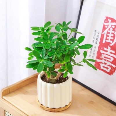 老桩鸭脚木盆栽八方来财绿植盆景四季常青观叶植物室内养绿色花卉图2