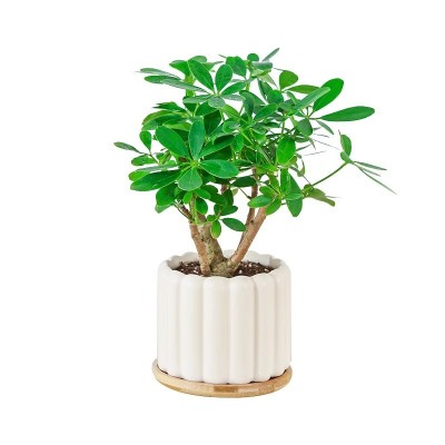 老桩鸭脚木盆栽八方来财绿植盆景四季常青观叶植物室内养绿色花卉图5