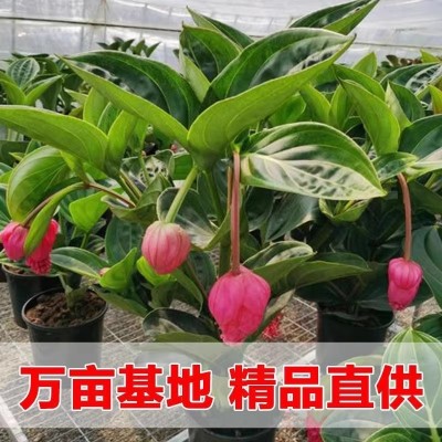【荷兰进口】宝莲灯大苗进口高档四季开花懒人盆栽花卉室内好养图4