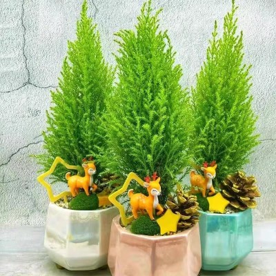 香松盆栽小圣诞树水培绿植植物盆景四季室内好养桌面棒棒糖松树图2