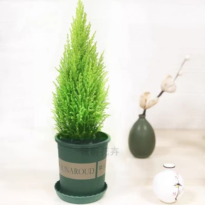 香松盆栽小圣诞树水培绿植植物盆景四季室内好养桌面棒棒糖松树图4