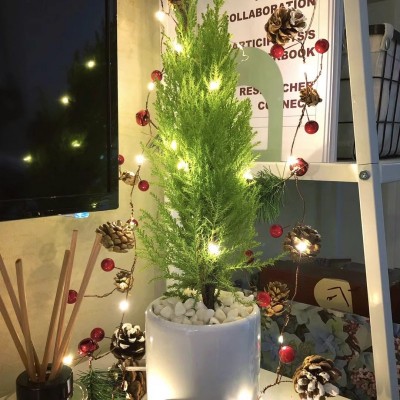 香松盆栽小圣诞树水培绿植植物盆景四季室内好养桌面棒棒糖松树图3