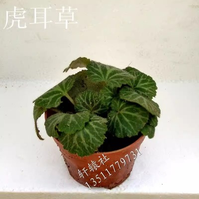 虎耳草金丝荷叶盆栽植物中草药材窗台小苗耐阴庭院阳台夏季苗大图4