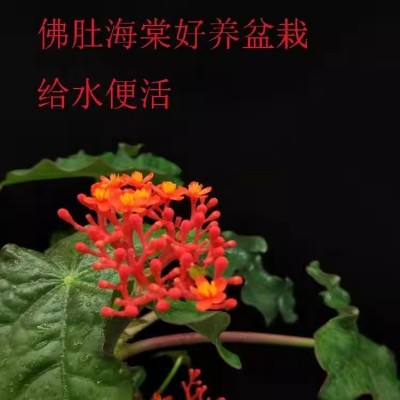 热销佛肚海棠块根植四季开花观花赏佛肚树多肉植物懒人盆栽防辐射图3