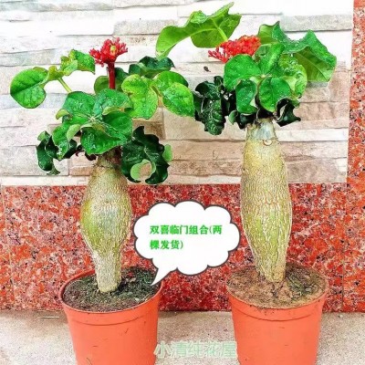 热销佛肚海棠块根植四季开花观花赏佛肚树多肉植物懒人盆栽防辐射图2