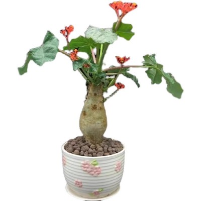 热销佛肚海棠块根植四季开花观花赏佛肚树多肉植物懒人盆栽防辐射图5