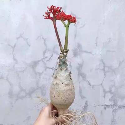 热销佛肚海棠块根植四季开花观花赏佛肚树多肉植物懒人盆栽防辐射图4
