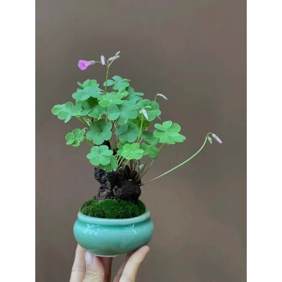 三叶草老桩盆栽红花酢浆草种球四季开花神器苗幸运草掌上微型盆景图3