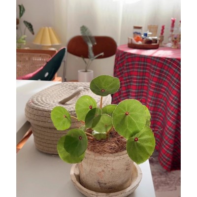 胭脂秋海棠 室内多年生高端观叶植物 冬季保温正常发货 冬季花卉图3