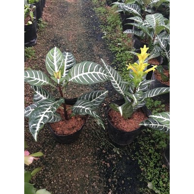 斑马花 银脉 花叶万年青银皇后绿植花卉办公室庭院阳台小盆栽图2