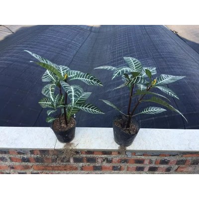 斑马花 银脉 花叶万年青银皇后绿植花卉办公室庭院阳台小盆栽图3