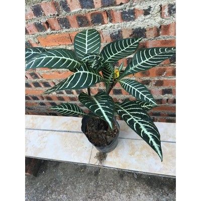 斑马花 银脉 花叶万年青银皇后绿植花卉办公室庭院阳台小盆栽图4