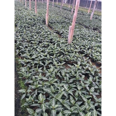 斑马花 银脉 花叶万年青银皇后绿植花卉办公室庭院阳台小盆栽图5