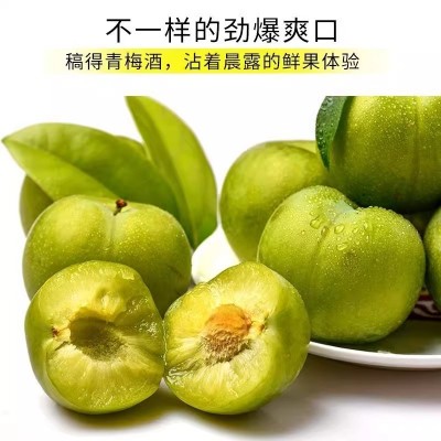 青梅酒12度果酒露酒开胃酒高颜值低度微醺女生275ml*1桶装厂家直销图2