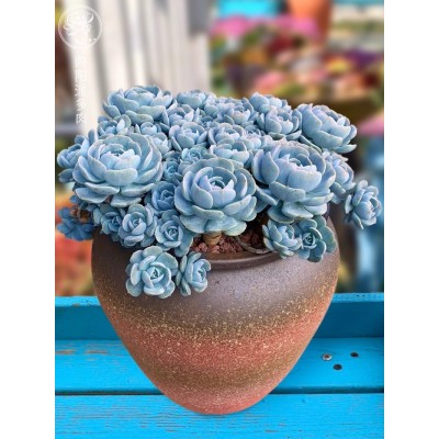 鲁氏石莲粉鲁安娜玫瑰群生老桩一物一拍多肉植物绿植花卉向阳派图4