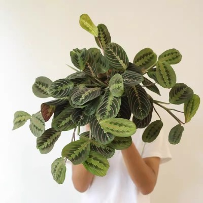 叶蝉竹芋室内客厅阳台网红观叶耐阴绿植蜻蜓叶红脉豹植物盆栽好养图3