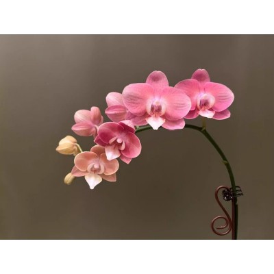 【鲑鱼唯美】花润万家蝴蝶兰基地直发四季鲜花乔迁送礼组盆好养图4