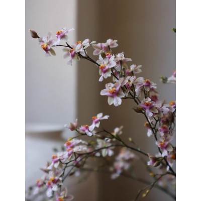新品 | 粉花梦香兰 耐阴耐旱盆栽 淡奶油香味 秋冬开花 顺丰发货图3
