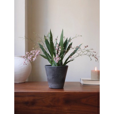 新品 | 粉花梦香兰 耐阴耐旱盆栽 淡奶油香味 秋冬开花 顺丰发货图4