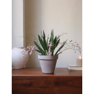 新品 | 粉花梦香兰 耐阴耐旱盆栽 淡奶油香味 秋冬开花 顺丰发货图5