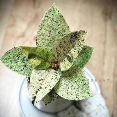 雀斑小姐橡皮树威廉王子花叶锦化盆栽阳台客厅常绿观叶绿植物热植图2