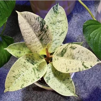 雀斑小姐橡皮树威廉王子花叶锦化盆栽阳台客厅常绿观叶绿植物热植图3