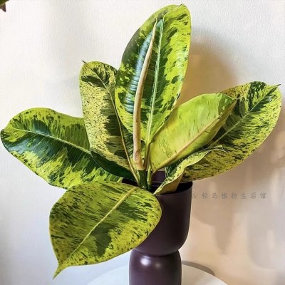 雀斑小姐橡皮树威廉王子花叶锦化盆栽阳台客厅常绿观叶绿植物热植图4