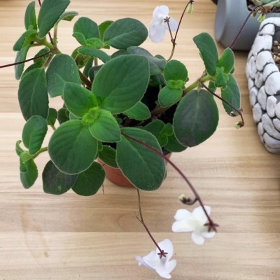 海豚花盆栽 四季开花 吊篮花卉 阳台办公室庭院绿植 爆盆易养图4