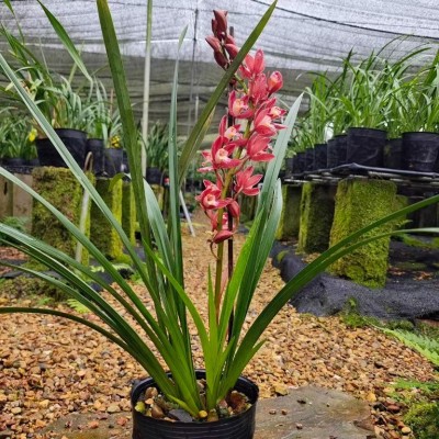 红双喜兰花大花蕙兰 花红花多传统花卉老爸的花圃值得信赖图5