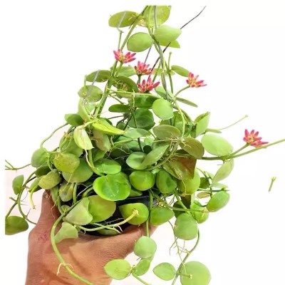 玉荷包盆栽垂吊爬藤攀爬植物绿植好养美观耐热耐旱花卉精致小盆栽图5