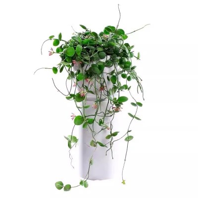 玉荷包盆栽垂吊爬藤攀爬植物绿植好养美观耐热耐旱花卉精致小盆栽图3