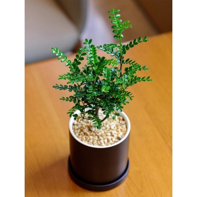 好养活胡椒木清香小盆栽阳台四季绿植办公室内桌面花卉摆件树迷你图2