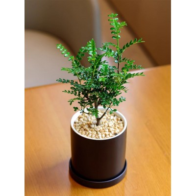 好养活胡椒木清香小盆栽阳台四季绿植办公室内桌面花卉摆件树迷你图3