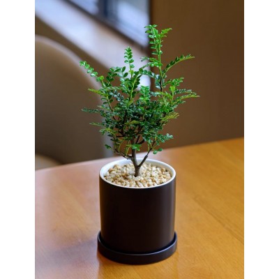 好养活胡椒木清香小盆栽阳台四季绿植办公室内桌面花卉摆件树迷你图5