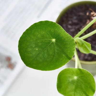 镜面草盆栽老桩室内防辐射绿植花卉办公室桌面净化空气观叶植物图4