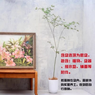 鸡爪槭 日本红枫盆景盆栽室内绿植禅意除甲醛日式园林花园包邮图3