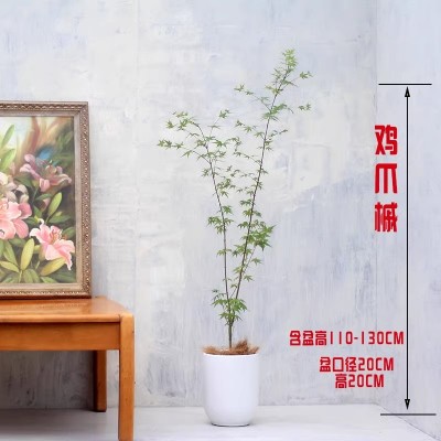 鸡爪槭 日本红枫盆景盆栽室内绿植禅意除甲醛日式园林花园包邮图4